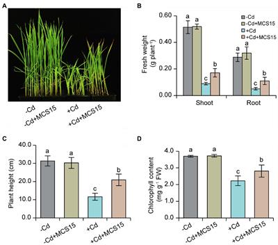 A Glucuronic Acid-Producing Endophyte Pseudomonas sp. MCS15 Reduces Cadmium Uptake in Rice by Inhibition of Ethylene Biosynthesis